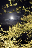 桜龍、春月を呑む