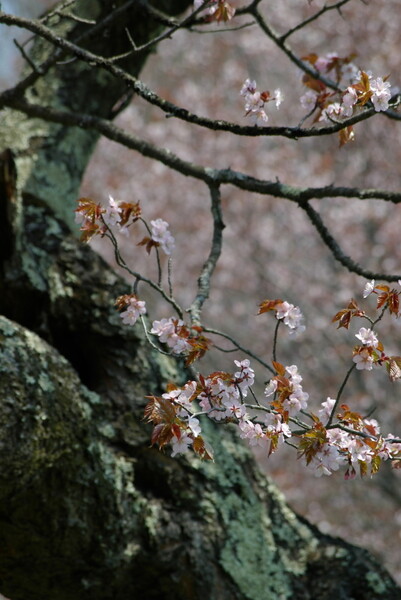 シックな山桜