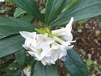 チンチョウゲ白花