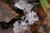 祝！初雪の結晶写真