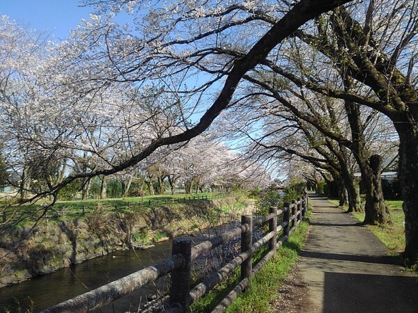 川の近くにある桜のトンネル