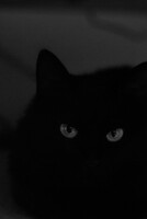 眼　- 黒猫 -