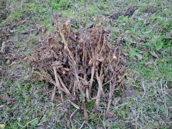 近くのてすと：黒豆の根と茎葉を取除いた！