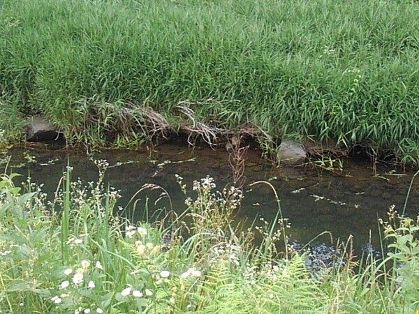 草が生い茂る岸辺と水が綺麗な夏の川