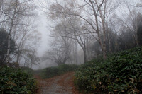 霧の散策路