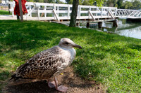 これも Herring Gull?