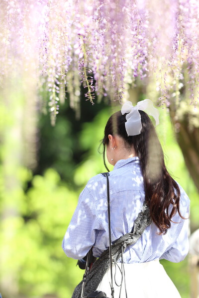 和気町藤まつり・少女キヤノン「二刀流」
