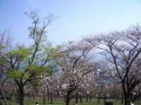 桜＠公園