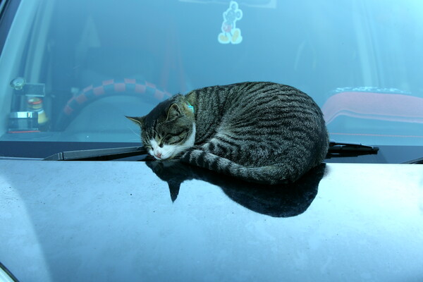 車上のまったり猫