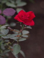 しっとりと赤いバラ