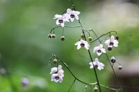 レンゲショウマ 鈴生り？