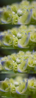 ガク紫陽花のチューブ接写