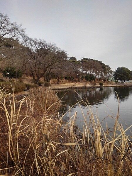 2月の烏ヶ森公園の池