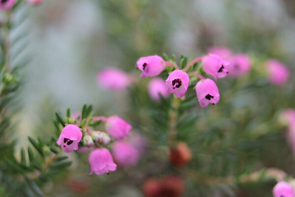 ちっさいピンクの花