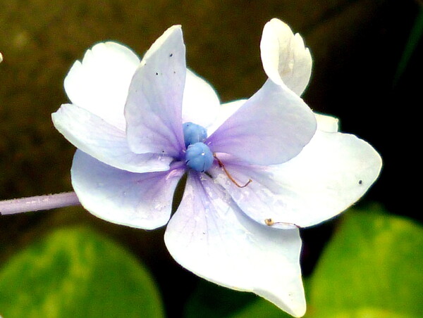 紫陽花 の蕾み