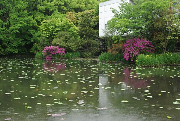 池は五月雨