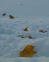 雪と紅葉