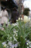 【緑】花とコートと街並みと