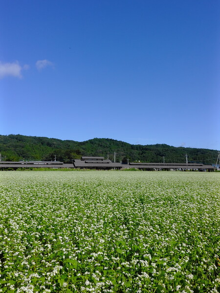 蕎麦の花〜X half〜