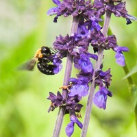 好み色のセージに蜂が留まりました。