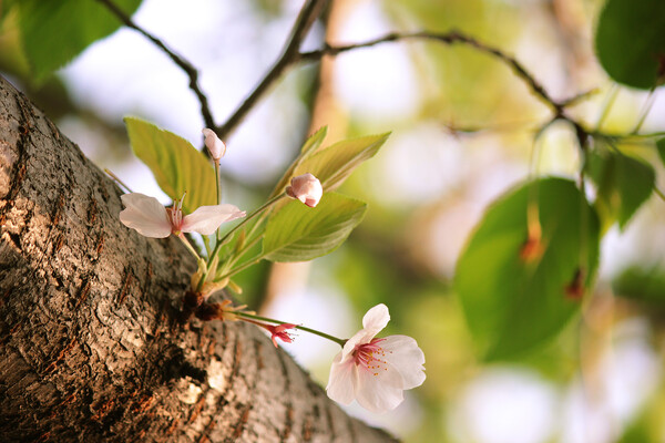 名残の桜ソメイヨシノ