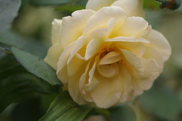 黄色なバラ