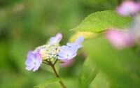 身延の紫陽花　Ⅱ