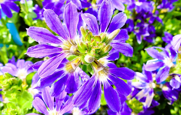 コンデジで花を撮ってみました。