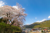 通りがかり桜木風景