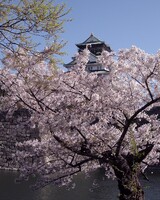 【おだやかに・・・春】大阪城＾＾
