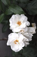【縦撮り】白バラ