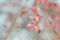 朝の桜