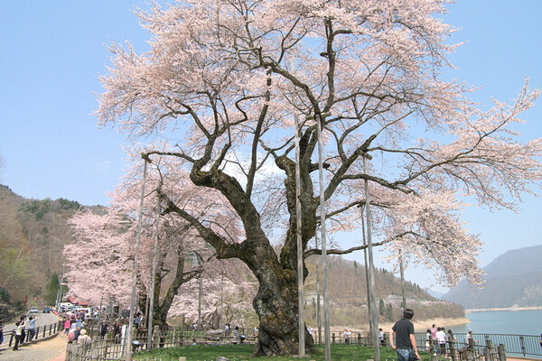 荘川桜