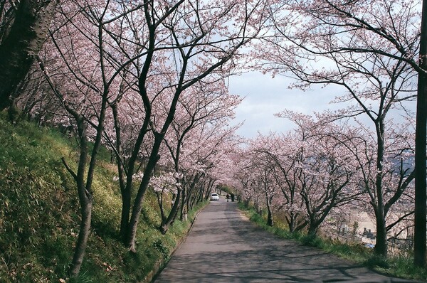 【桜】のトンネル