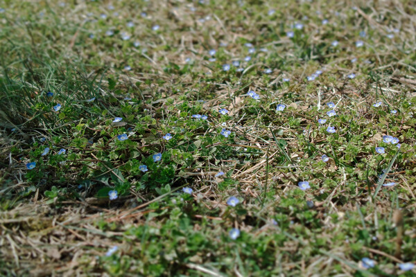 【おだやかに・・・春】足元を見てふと立ち止まる