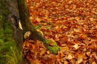 奥利根　水源の森の落ち葉