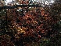 東郷公園の秋４