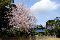 桜満開の風景ー２
