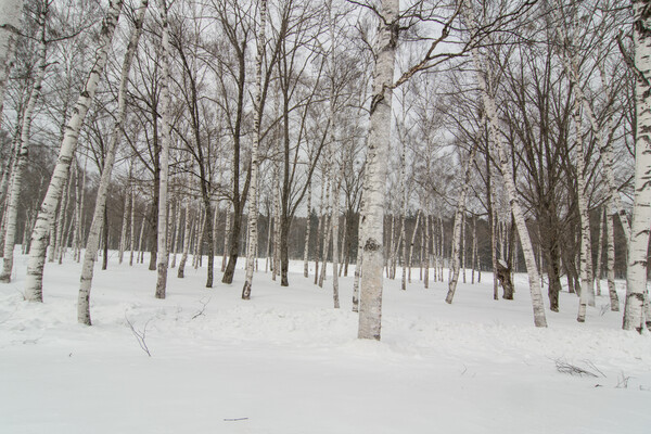 雪景色