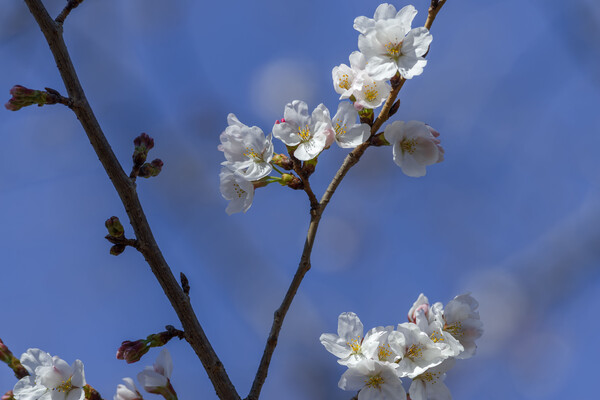 桜、清々しく