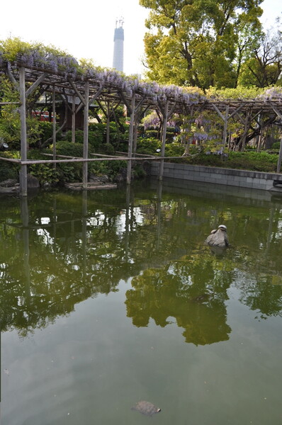 亀と東京スカイツリー