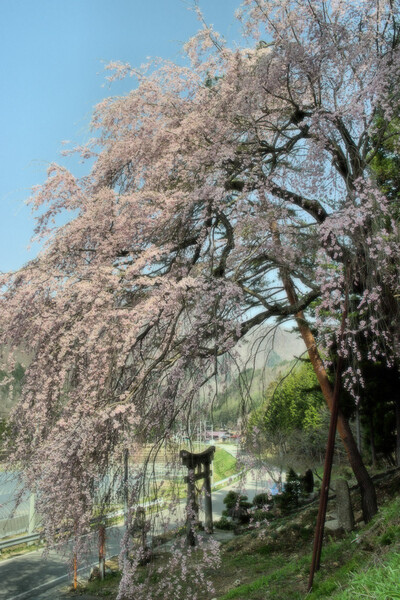 【花のある情景】ボク、桜のおもいで
