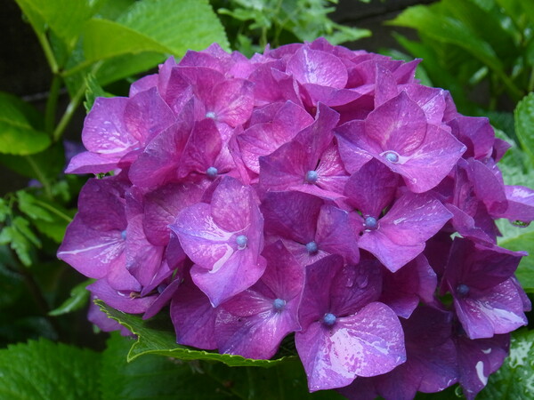 雨の中の紫陽花（A）