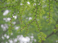 Let it green〜美ヶ原高原〜