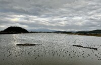 水鳥公園