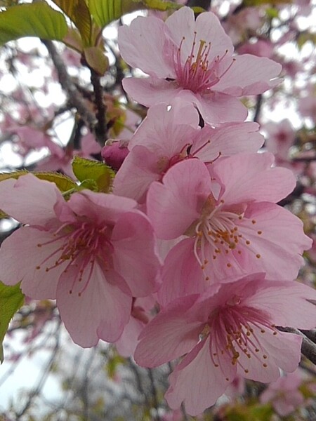 曇りの日でも美しい桜