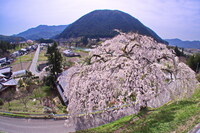 岩太朗桜風景
