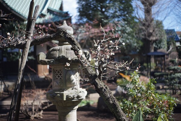 嵐無く穏かなれと梅の花