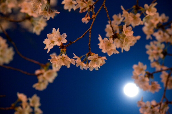 八千代湖の桜