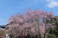 【淡彩】枝垂れ桜